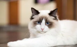 布偶貓常見的遺傳有哪些癥狀？