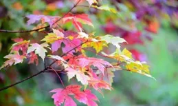 時光未央，落葉飄黃，一樹紅楓染秋霜，十裏西風送薄涼