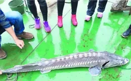 重慶男子釣起「牢底坐穿魚」，一分鐘就放生！魚：我放過你了