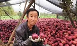 「從滯銷到熱賣：國產水果的華麗轉身與未來展望」