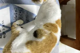 卷毛貓去洗澡被誤認成流浪貓，德文爆改成三花 …