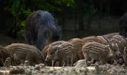 野豬肉要上市了？安徽組建狩獵隊，隊員獵殺的野豬10元1斤回收