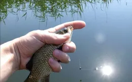 山東驚見奇跡鯽魚，只剩半邊身體，搶食餌料被釣！它怎麽存活的？