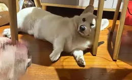 在外是冠軍小狗，在家是邋遢大王！真是在外越風光的，在家越邋遢