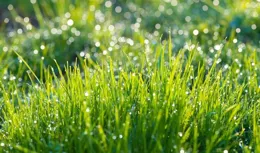 攝影技巧：露珠這麽拍，好看又出片！