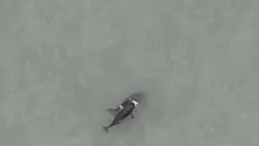 喜訊傳來：「微笑天使」寶寶誕生，網友：就叫「國慶」吧！