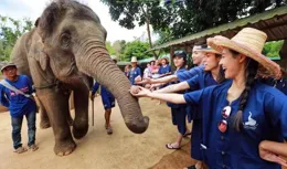 回顧雲南傣族少女救下重傷小象，同食共寢7年，小象做法令人感動