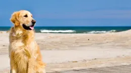 帶著狗旅行的生活如何？