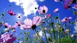 用心用情澆灌高原格桑花