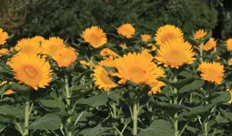 省植物園：10萬株向日葵綻放 國慶期間為最佳觀賞期