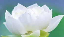 【道德經】：如果試圖強行改變事物，只會帶來無窮的困擾與煩惱