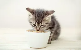 貓不吃貓糧怎麽辦？貓不吃貓糧的原因與解決方法