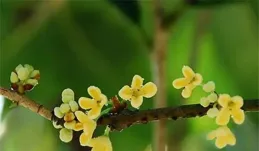 郵記大自然30暨媽媽的花園3：桂花，「蔚齋」的緣起