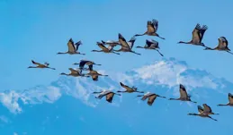 布雲朝克特，飛越青色草原的雄鷹