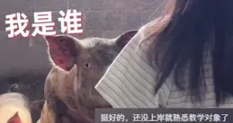 笑趴了！江蘇女孩的「螃蟹噩夢」，網友看完：這窮的只剩螃蟹了？