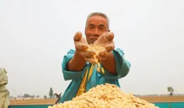 南和：「金豆」滿田間 增產又增收~