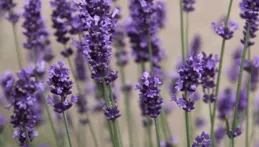 在谷底也要開花