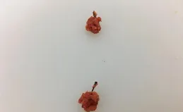 一招教會你開拉餌！這樣開出的餌料狀態好，一拉就是兩個球