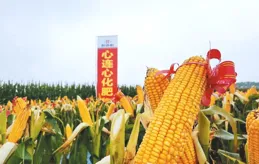 國慶獻禮丨河南日報關註新鄉縣：「三名工程」培育發展新動能