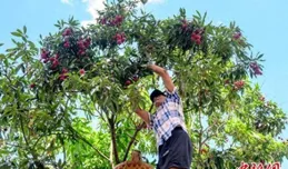 （八閩千姿）千年古荔樹開采 荔城無處不荔枝