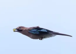 小鳥飛行還知道把爪子收起來，開啟飛棍模式，像飛機起落架收起