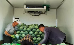 【天眼調查】從「田間」到「餐桌」，新鮮平價本地蓮花白誕生記