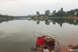 釣黃尾其實很簡單，只需簡單的幾個操作，一天釣幾十斤很輕松