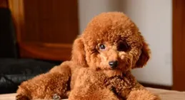 你養的狗，已經暴露了你的性格，你覺得準嗎？