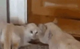 哈哈大笑，20張搞笑動圖：妹子，你這是穿了多少件衣服？