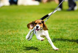 狗狗吐黃水最快的解決辦法