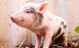 千萬註意！屬豬人家庭中這些禁忌，不僅晦氣還招災，別再忽視了！