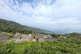 雲南芒市有顆古茶樹，1200 歲高齡年收益超10萬