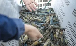 別被謠言蒙蔽！探秘養殖蝦的真實故事與健康真相