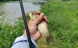 晚秋釣鯽魚：突破常規，提升漁獲