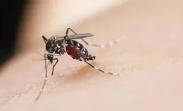 【小巷人家】中令人聞風喪膽的「蛇瓜」，究竟是何物？