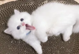 貓咪流鼻涕打噴嚏，是呼吸道感染嗎？如何做好全面護理？