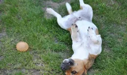 狗為啥愛吃屎？吃屎真的改不了嗎？一條小故事帶你了解你家的狗