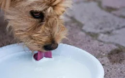 狗能不能喝牛奶？
