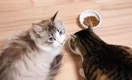 大臉貓愛吃魚歌曲叫什麽