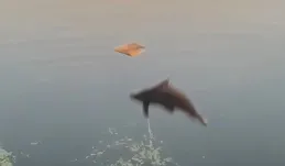 魚「放了」人？浙江一釣友釣獲一尾「怪魚」！網友：吃了要判刑！