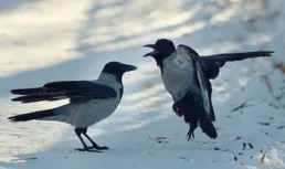 鳥類習性，想知道為什麽嗎？喜鵲和烏鴉打架，喜鵲往往是戰敗一方