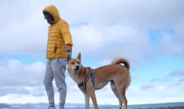 帶著狗旅行的生活如何？