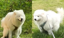 薩摩耶每天在同一草坪上拉屎，草都養肥了！網友驚呼：我就愛坐那