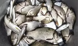 老釣友說漏嘴，秋季釣鯽魚這樣調整後，釣一尾又一尾