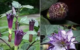 喜歡藏著掖著的星座，偽裝自己，讓人難以窺見全貌