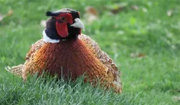 「人間有味 自在鄉村」鄉村旅遊精品路線，奉賢舌尖之旅脫穎而出！