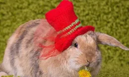 兔年大吉！錯過一針補時機，福星不請自來，家門盛景待君賞！