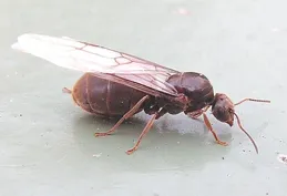 「創業」初期，幼蟻被感染，蟻後會怎麽做？人們觀察到了兩種現象