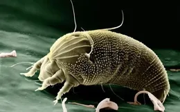 蟎蟲最大「天敵」並非是暴曬：教你房裏擺點它，蟎蟲就「害怕了」