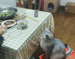 貓從三樓跳下去會怎麽樣？